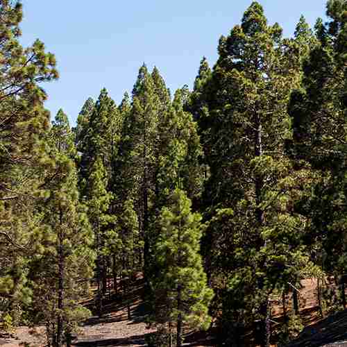 Pine Forest