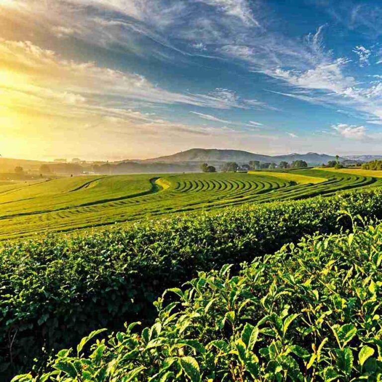 Tea Plantation